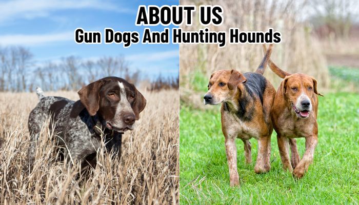 Best Dogs for Hunting, Gun Dogs and Hound Dogs.