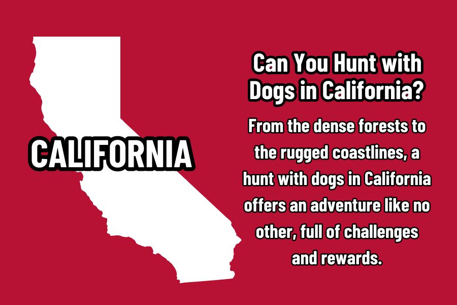 Can You Hunt with Dogs in California?