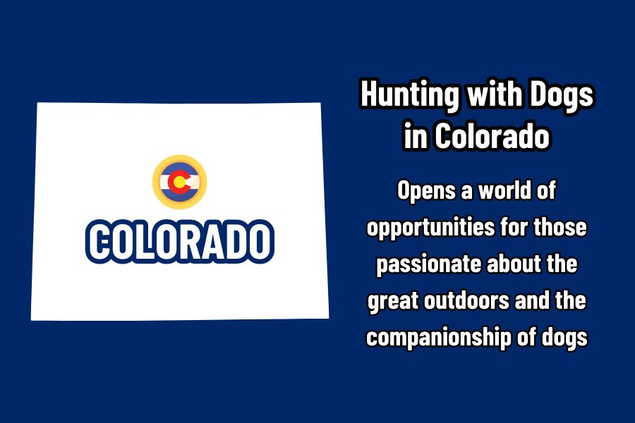 Hunting with Dogs in Colorado