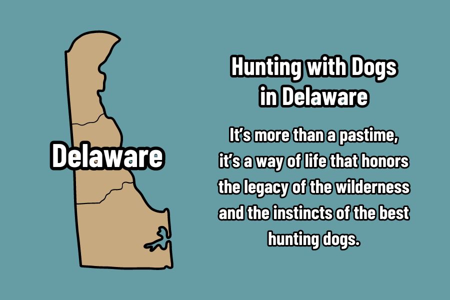 Hunting with Dogs in Delaware