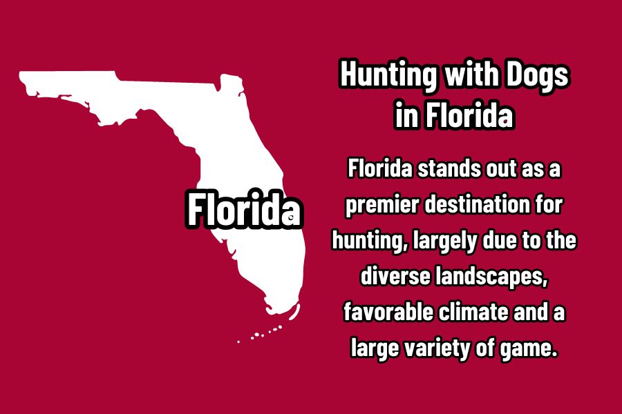 Hunting with Dogs in Florida