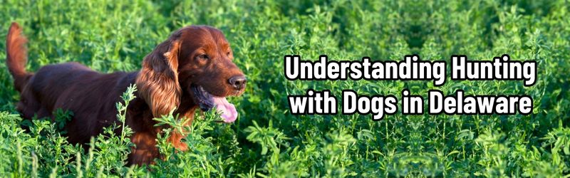 Understanding Hunting with Dogs in Delaware