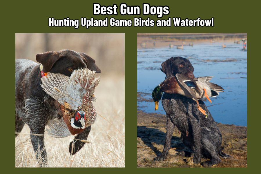 Best Gun Dogs for Upland and Waterfowl Hunting