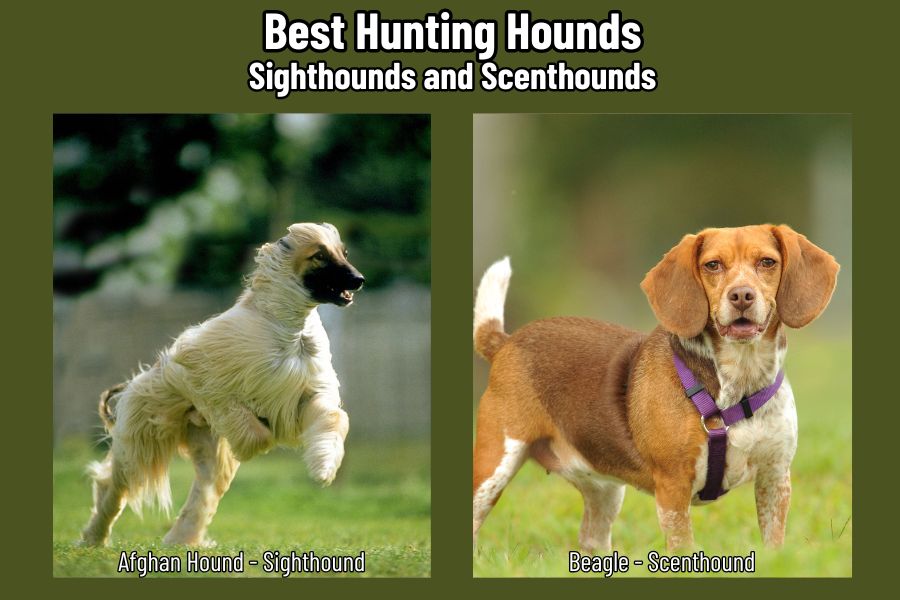 Best Hunting Hounds: Sighthounds and Scenthounds