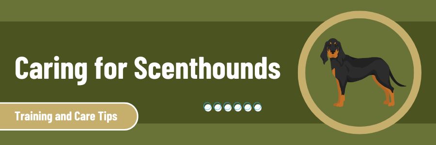 Training and Caring for Scenthounds