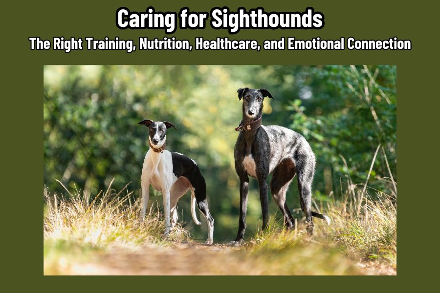 Caring for Sighthounds