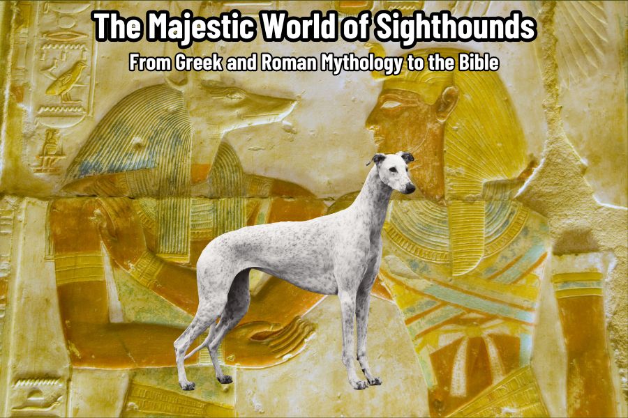 The Majestic World of Sighthounds