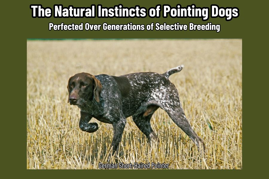 The Natural Instincts of Pointing Dogs