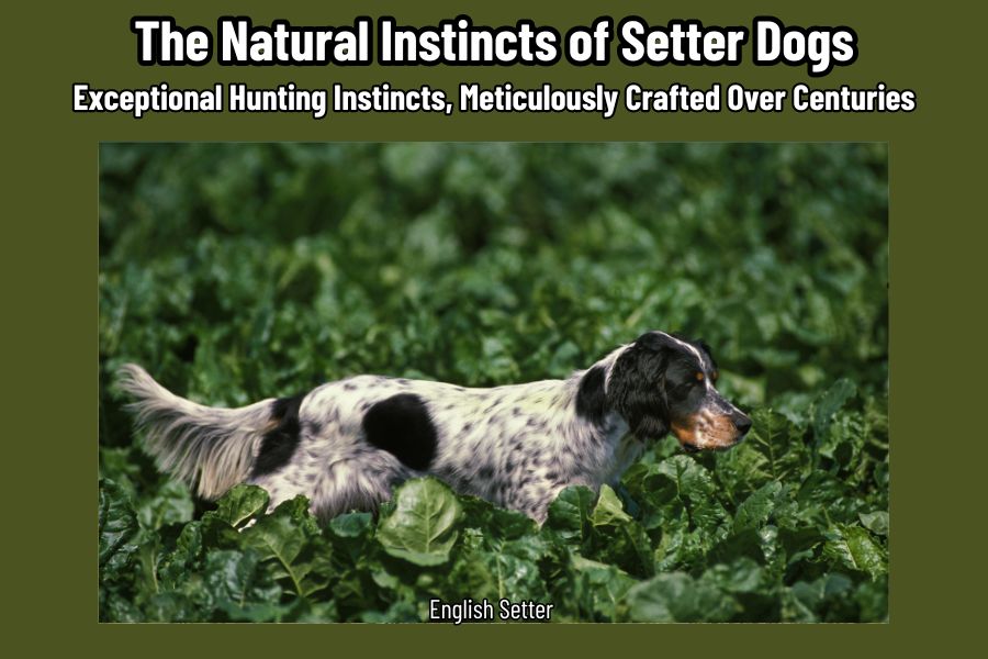 The Natural Instincts of Setter Dogs