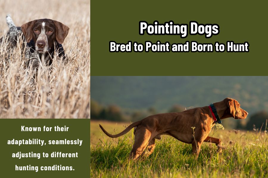 Pointing Dogs: Bred to Point, Born to Hunt