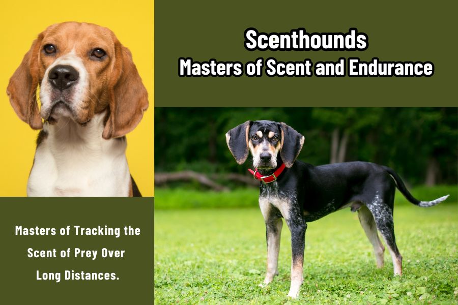 Scenthounds