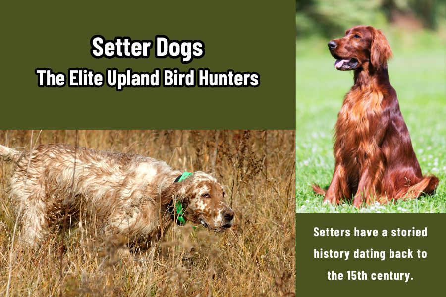 Setter Dogs: The Elite Upland Bird Hunters