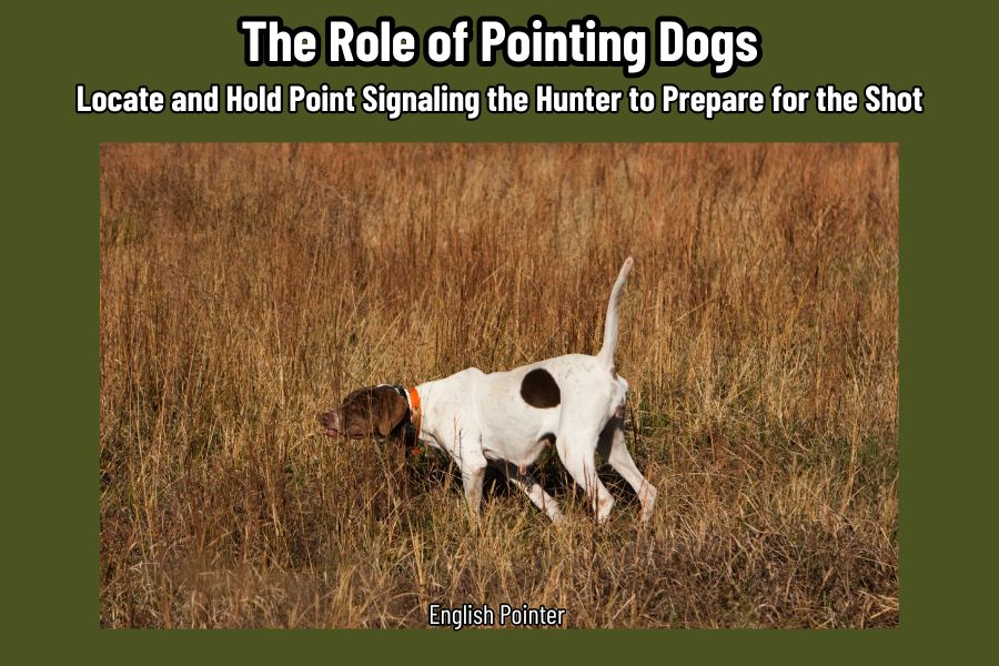 The Role of Pointing Dogs