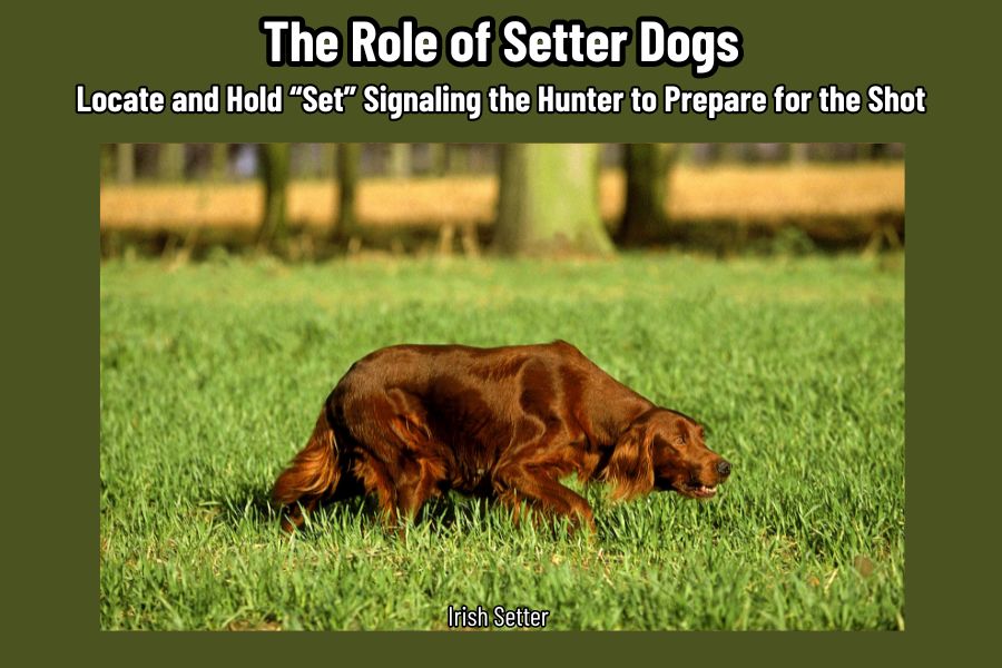 The Role of Setter Dogs