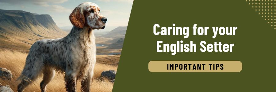 Caring for your English Setter