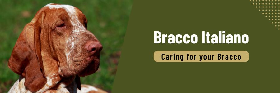 Caring for your Bracco Italiano