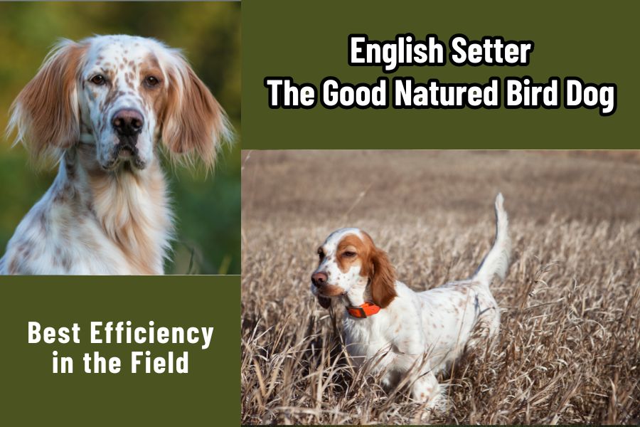 English Setter: The Good Natured Bird Dog