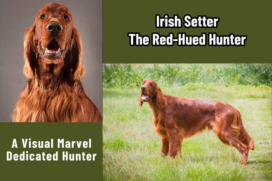 Irish Setter: The Red-Hued Hunter