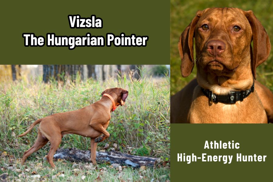 Vizsla The Hungarian Pointer